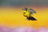 Western yellow wagtail