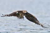Black Kite