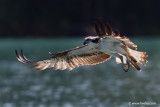 Osprey