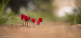 671A6393.jpg Persian Cyclamen