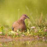 doves