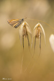 hesperiidae