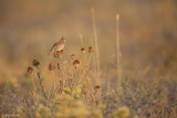 Crested lark