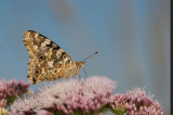 Vlinders en rupsen/Butterflies and caterpillars