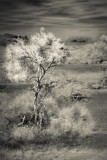 Spring in the Mojave Desert