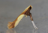Caloptilia superbifrontella #0641