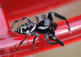 Emerald Jumper Paraphidippus aurantius