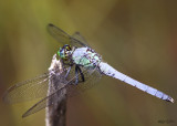 Eastern Pondhawk Erythemis simpliciollis