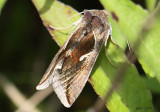 Celery Looper Moth Anagrapha falcifera #8924