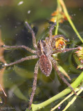 Wolf Spider Hogna helluo