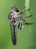 Ommatius sp. female