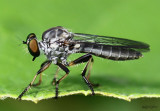 Ommatius sp. female