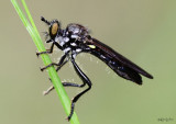 Robber Fly Eudioctria sp.