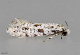 Diachorisia velatella #0279