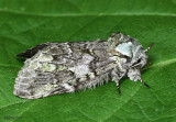 Mottled Prominent Macrurocampa marthesia #7975