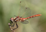 Striped Meadowhawk Sympetrum pallipes
