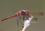 Red-viened Meadowhawk Sympetrum madidum