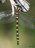 cordulegastridae : spiketails