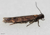 Chionodes occidentella #2100