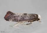 Swammerdamia pyrella #2414