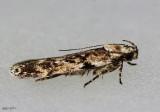 Chionodes thoraceochrella #2119