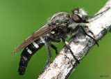 IMG_2966wp.jpg Cyrtopogon