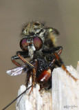 Robber Fly Cyrtopogon auripilosus