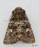 Mossy Pseudobryomima Moth Pseudobryomima muscosa #9599