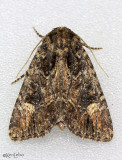 Aseptis binotata #9532