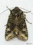 moths 8 Darts 9873 - 11233