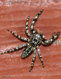 Flat Jumper - Platycryptus undatus