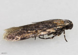 Filatima sp 2181.97