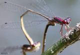 Burgundy Bluet Enallagma dubium