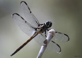 Bar-winged Skimmer Libellula axilena