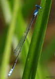 Attenuated Bluet Enallagma daeckii