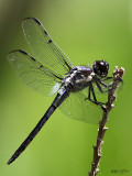 Bar-winged Skimmer Libellula axilena