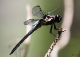 Bar-winged Skimmer Libellula axilena