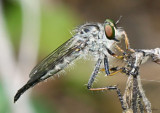 Robber Fly Neoitamus orphne