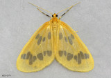 moths 5 Giant Silk 7182 - 8032