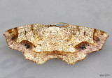 Friendly Probole Moth Probole amicaria #6838