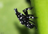 insects