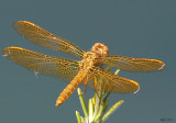 Mexican Amberwing Perithemis intensa