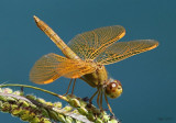 Mexican Amberwing Perithemis intensa