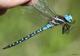 aeshnidae : darners