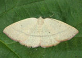 Eudrepanulatrix rectifascia #6681