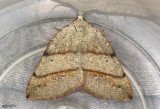 Drepanulatrix bifilata #6684