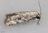 Fotella notalis #9833