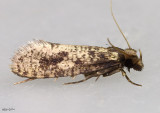 Amydria effrentella #0334