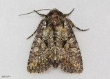 Disparaged Arches Moth Orthodes detracta #10288