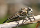 Robber Fly Efferia albibarbis